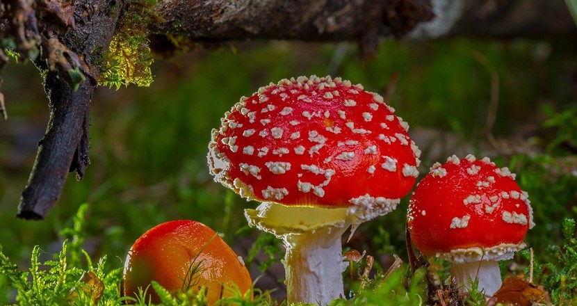 Tre röda svampar i en skog. Foto.
