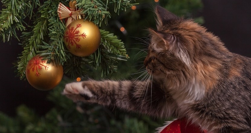 Katt leker med julkulor som hänger på en julgran