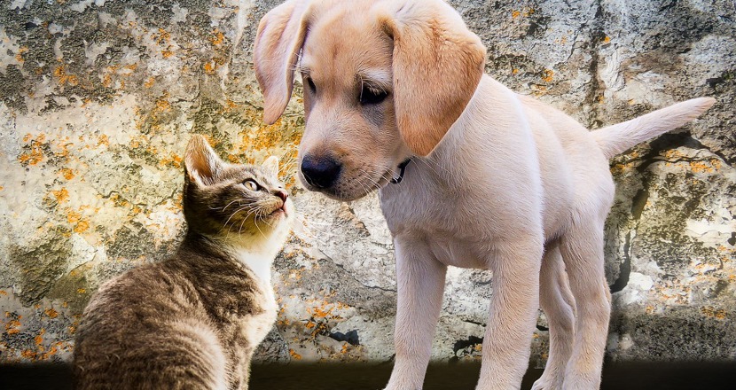 En kattunge och en hundvalp som nosar på varandra.