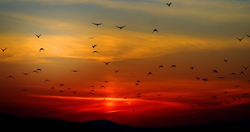 Fåglar i solnedgång