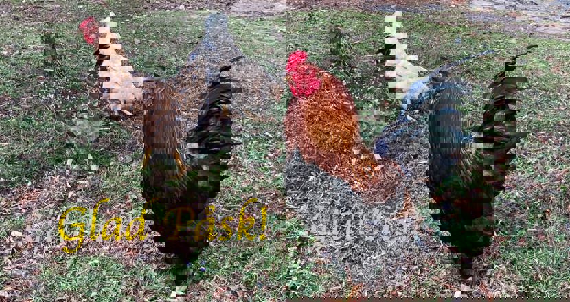 En tupp och två hönor, en vit och en spräcklig sprätter runt i gräset. Text: Glad Påsk!