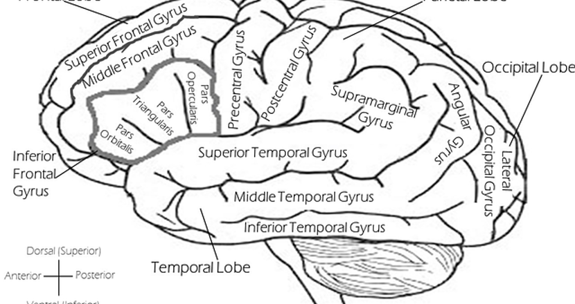 Din hjärna - Tecknad bild från Pixabay.