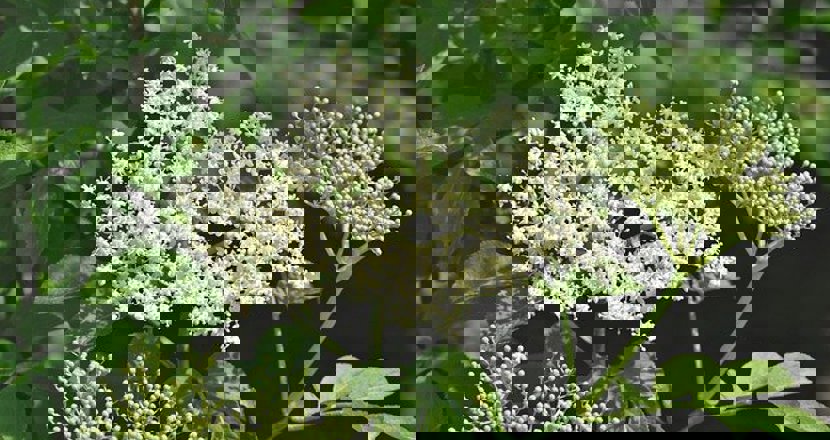 En fläderblomma. Foto: Pixabay.