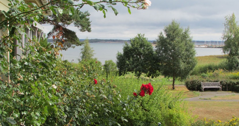 En bänk, en rosenträdgård. Foto: Richard Söderholm