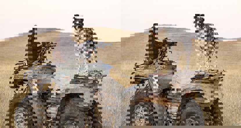 En fyrhjuling med en hund på. Foto.