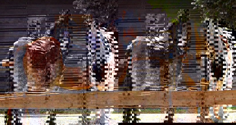 Två arbetshästar, sadlade och tränsade. Foto.