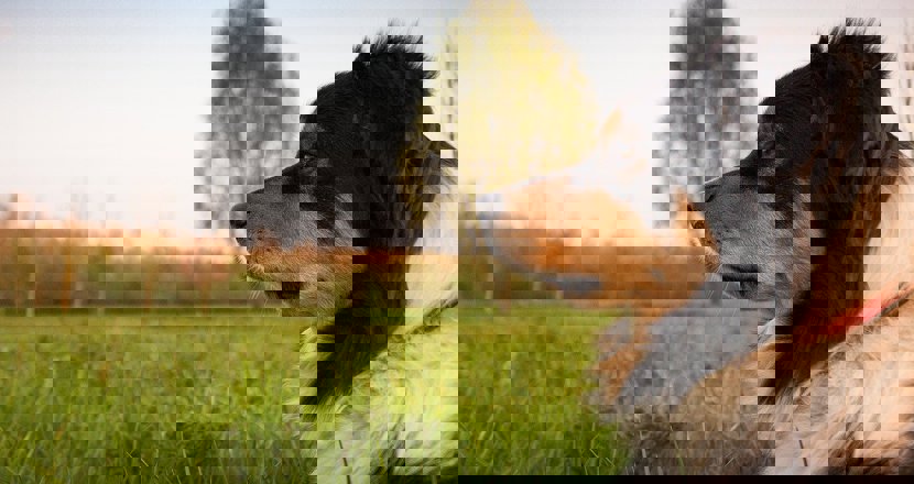 Ett hund av collietyp mot grön bakgrund. Foto.