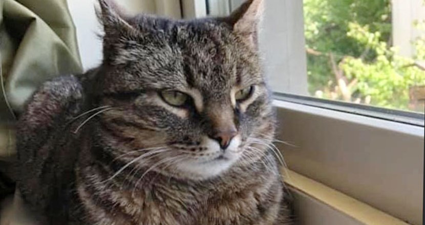 Grårandig katt som ligger på fönsterbräda och tittar ut 