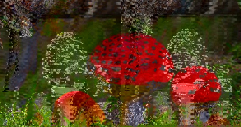 Tre röda svampar i en skog. Foto.