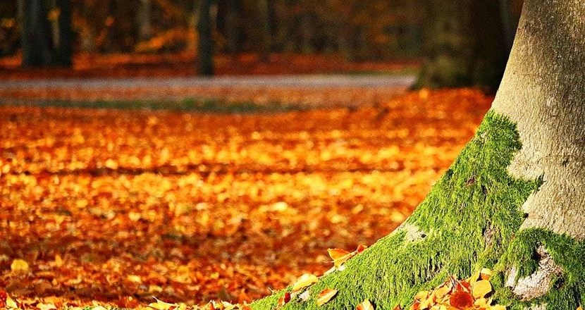 Ett höstlandskap med löv och en trästam. Foto.