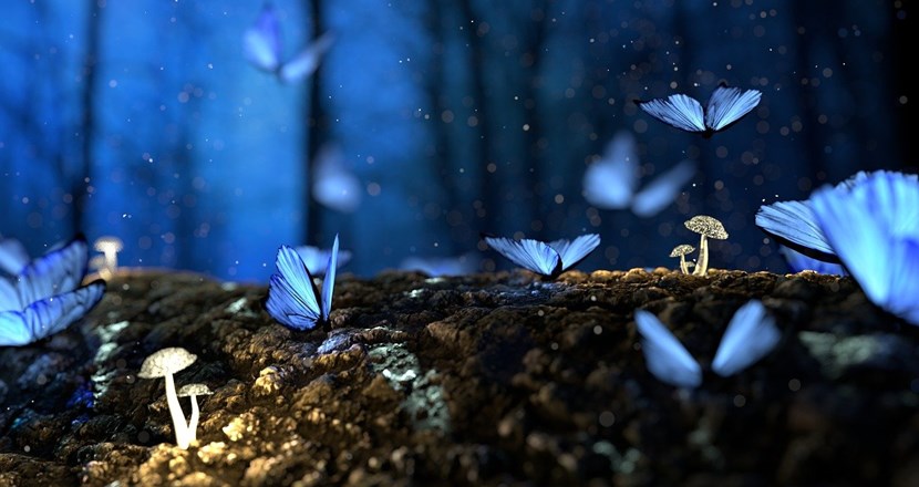 Skog med fjärilar i blått ljus. Foto.