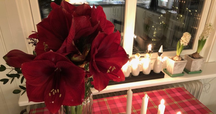 En bukett med mörkröda amaryllisblommor och en advenstljusstake. Foto: Dan Tågmark.