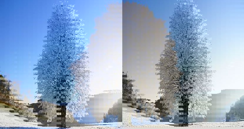 Röd stuga med vita knutar vid en sjö. Foto.