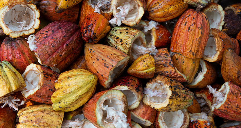 Foto. Skal från kakaofrukter. Foto. 
