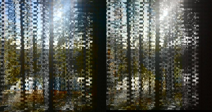 Ett värmländskt landskap, solstrålar som skiner bakom stammar i skogen. Foto.