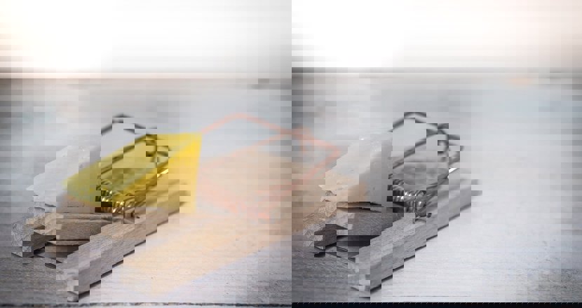 En musfälla med en bit ost i. Foto.