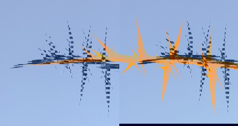 Vassa taggar på en gren. Foto.