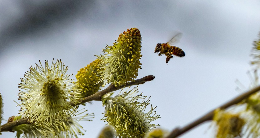 2018-års MS-kampanj kommer att kallas #bringinguscloser och temat är forskning. Bild på ett bi och en blommande sälgkvist. Bild: pixabay.com.