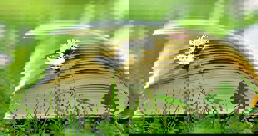 En uppslagen bok i gröngräset. Foto.