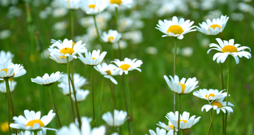 Prästkragar på en äng. Foto.  