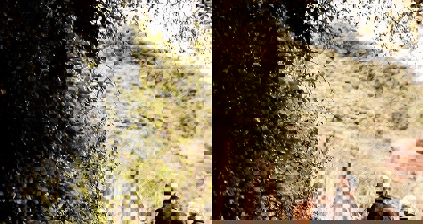 Två  personer som promenerar. Foto.