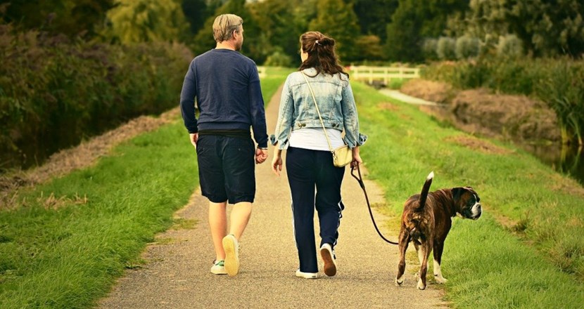 Ett par som ses bakifrån på håll promenerande med en hund. Bild.