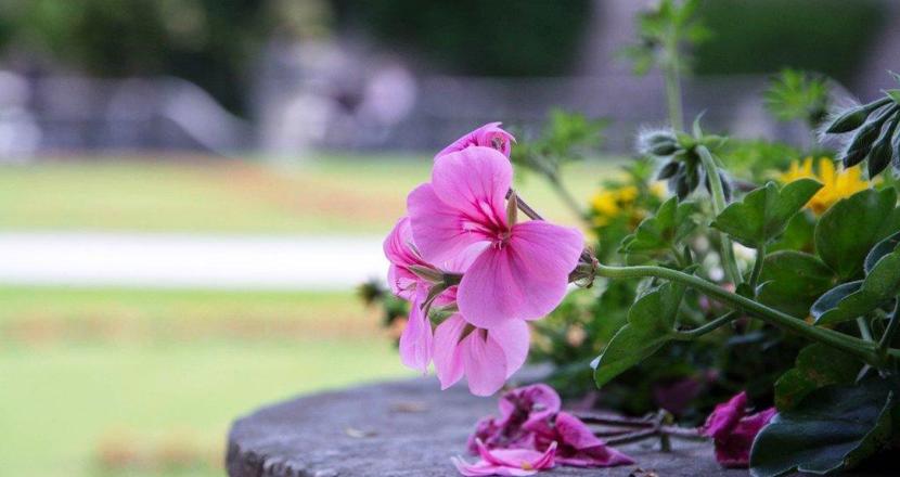 Caféträff i junigrönskan i Stadsparken. Blommor som ligger på ett stenbord. Foto.