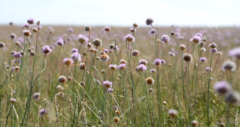 En blomsteräng. Foto.