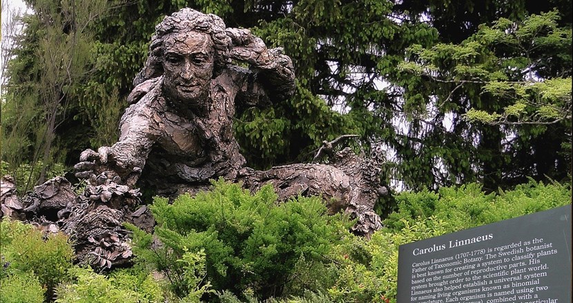 Staty på Carl von Linné som plockar en ros i en grönskande trädgård. Foto.