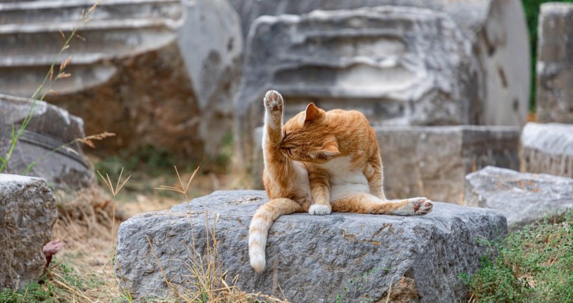 Katt gör yogaövning