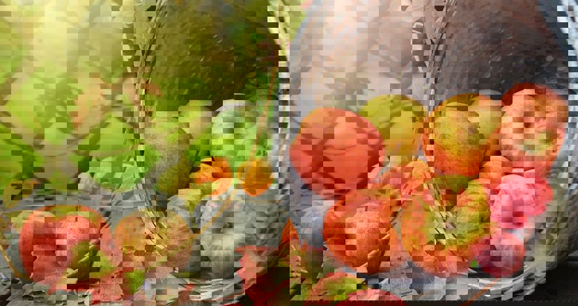 Pixabay: Röda höstäpple i liggande korg