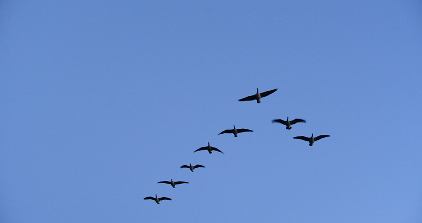 En plog av fåglar mot en blå himmel. Foto: Håkan Sjunnesson.