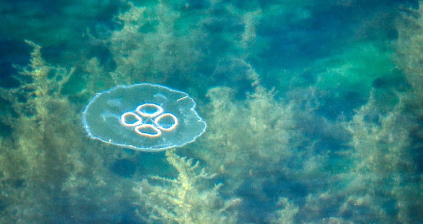 Sjögräs och en manet. Foto.