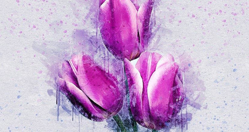 En bild med tre ceriserosa tulpaner. Akvarell.