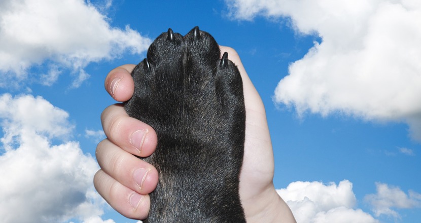 En hand som håller en svart tass mot en sommarhimmel. Foto.