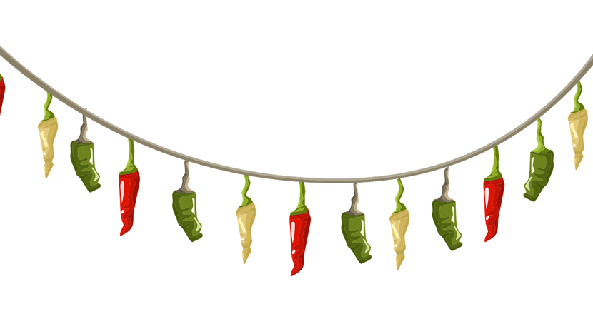 En tråd med hängande chilifrukter. Foto.