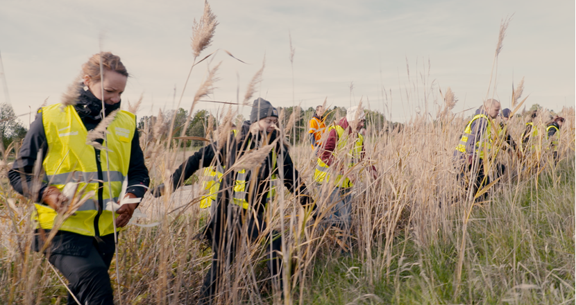 Personer i gula skyddsvästar från Missing People letar igenom ett område med hög vass. Foto.