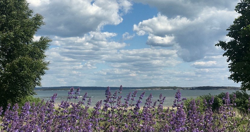 Blå sommarhimmel med fluffiga vita moln över en Onsalafjorden. På stranden blommar blålila salvia.