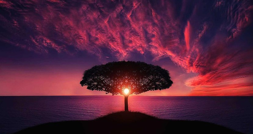 Träd i solnedgången