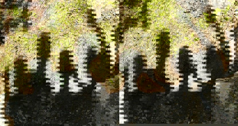 Ett skuggspel av människor där en person höjer sina armar i ett Hurra! Foto.