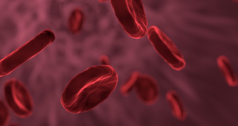 Röda blodkroppar. Illustration.