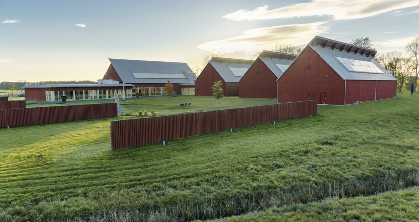 Flera stora röda lador på toppen av en grön äng