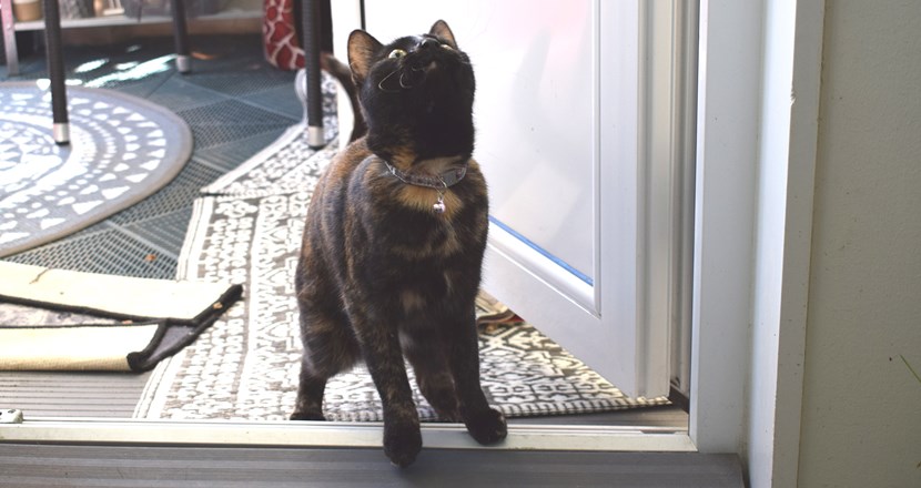 En katt i en dörröppning. Foto.
