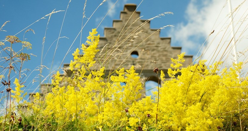 En ruin med gula blommor i förgrunden.