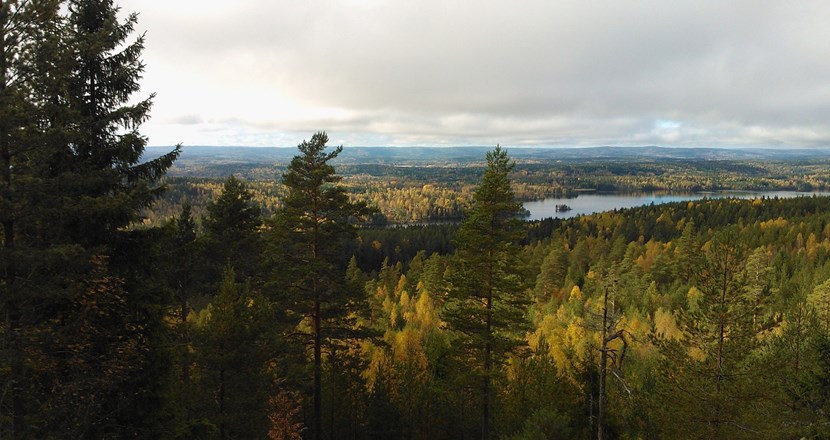 Utsikt över en värmlandsskog. Foto.