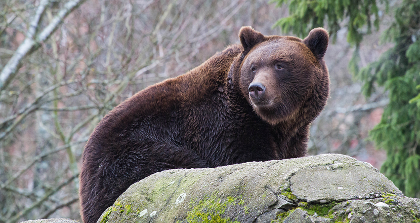 En vaken brunbjörn som tittar mot kameran. Foto.