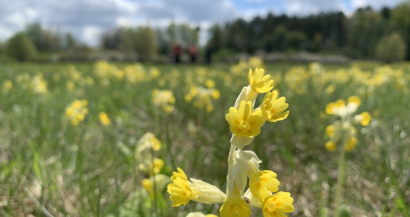 En äng med blommande gullvivor. Foto.
