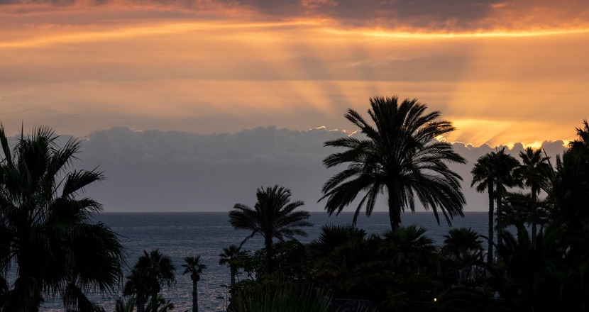 Palmer i solnedgång. Foto.