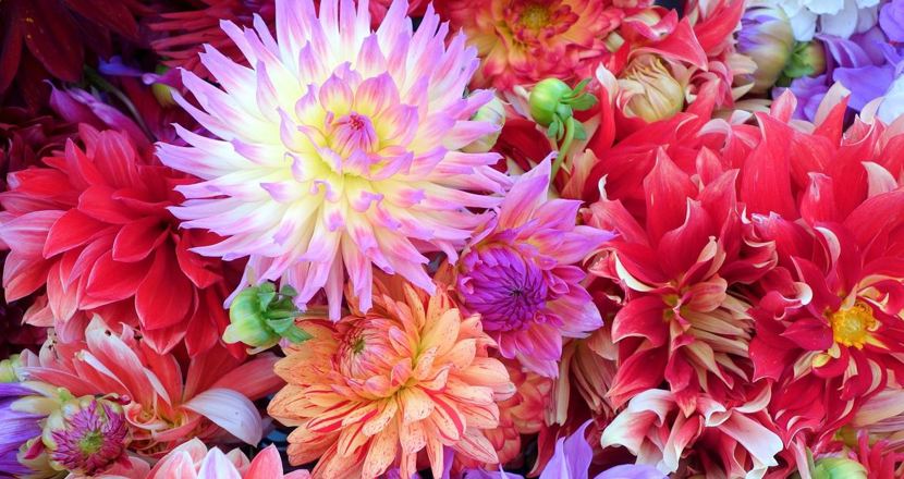 Foto på dahlior i röda, rosa och gula toner från Pixabay, No-longer-here
