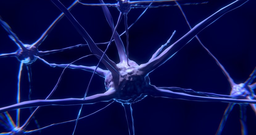 Bild på nervceller.